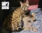 4 mles Bengal Snow Spia et Mink spotted/rosettes