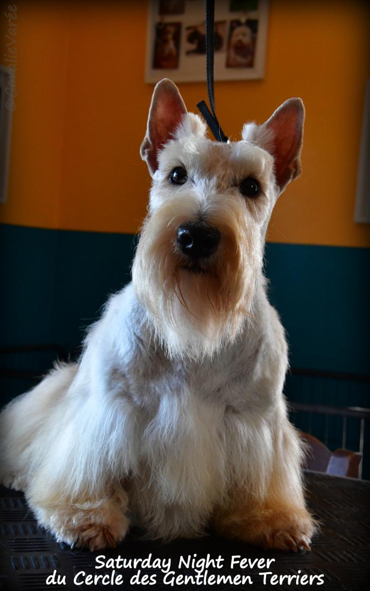 Scottish terrier