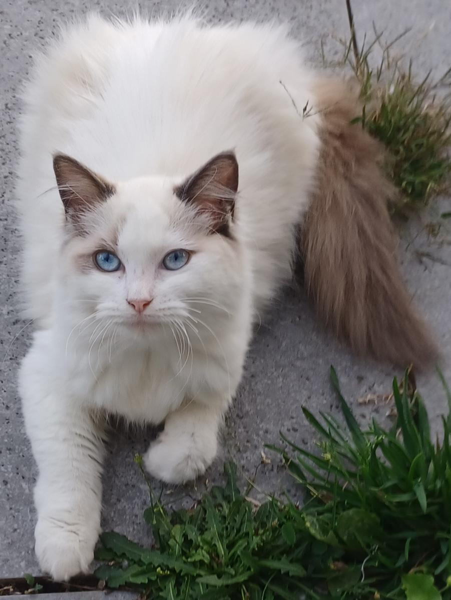 Ragdoll