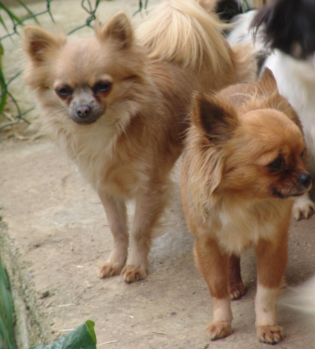 Chihuahua  poil long