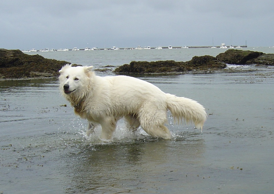 Berger blanc suisse