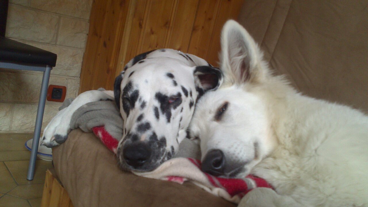 Berger blanc suisse