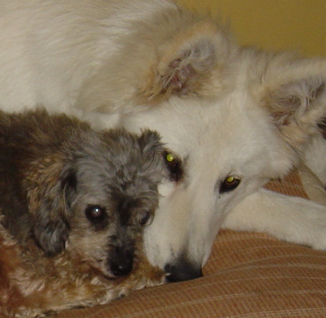 Berger blanc suisse