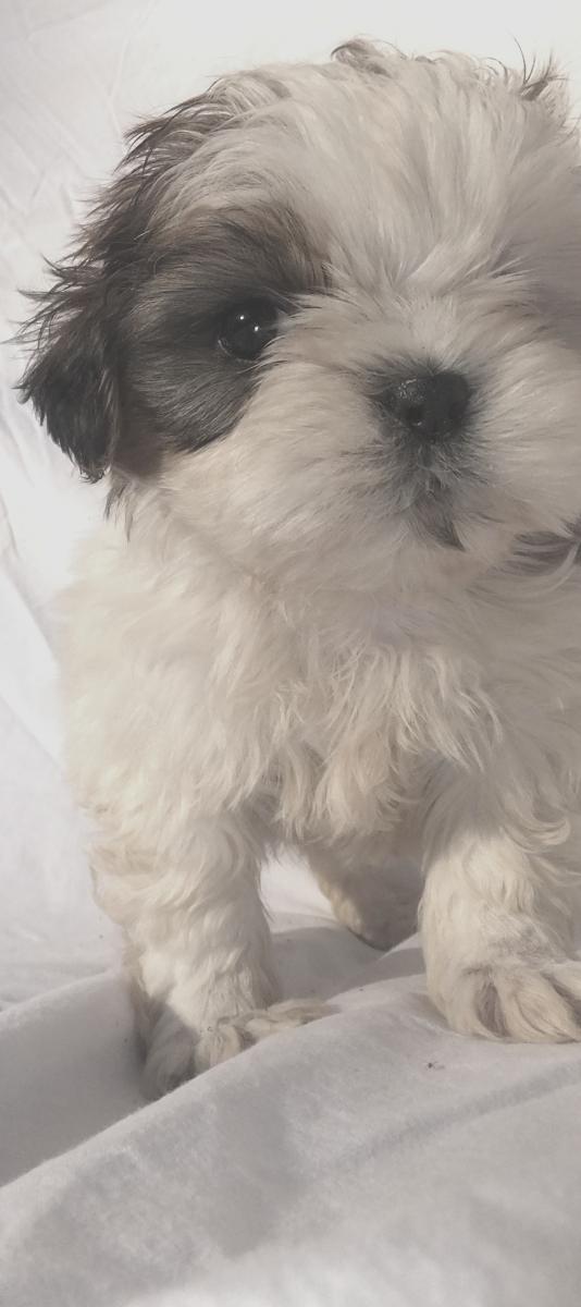 Shih tzu