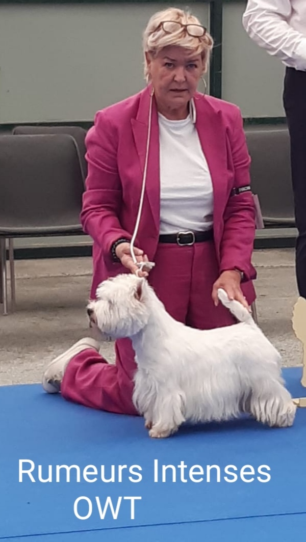 West highland white terrier