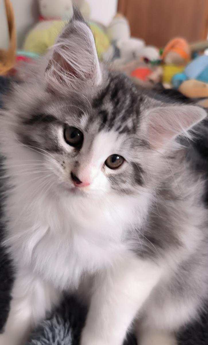 Maine coon