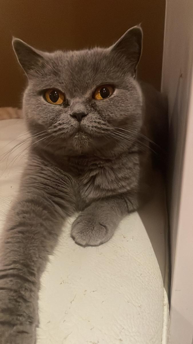 British shorthair