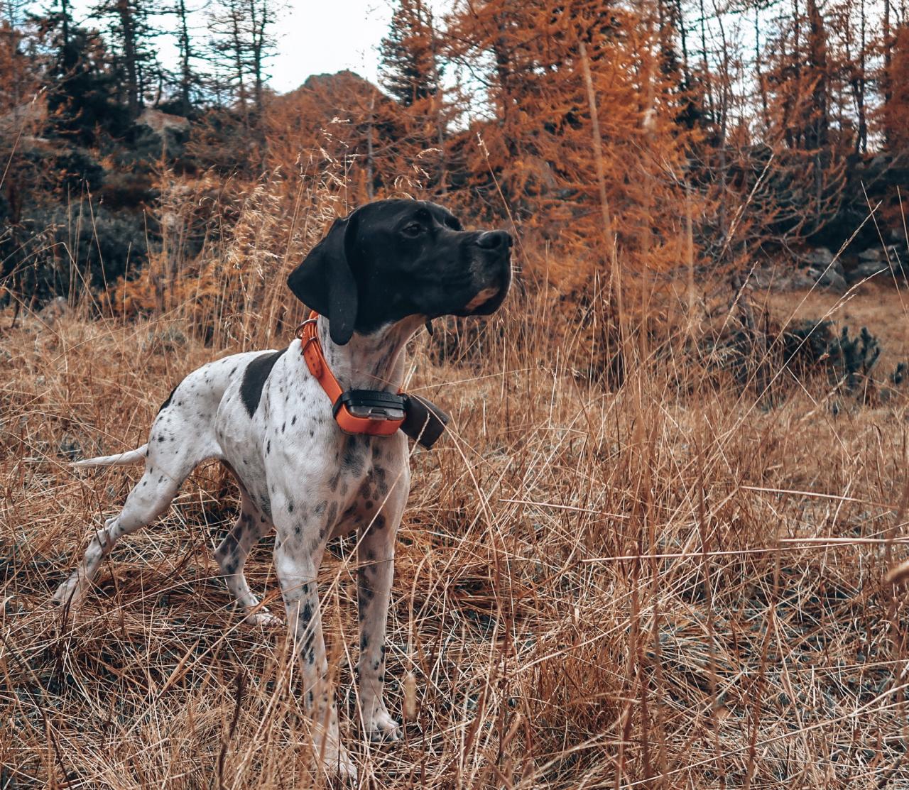 Oska Chienne LOF reste  l'levage