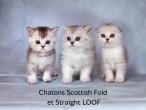 Chatons Scottish et Highland disponibles
