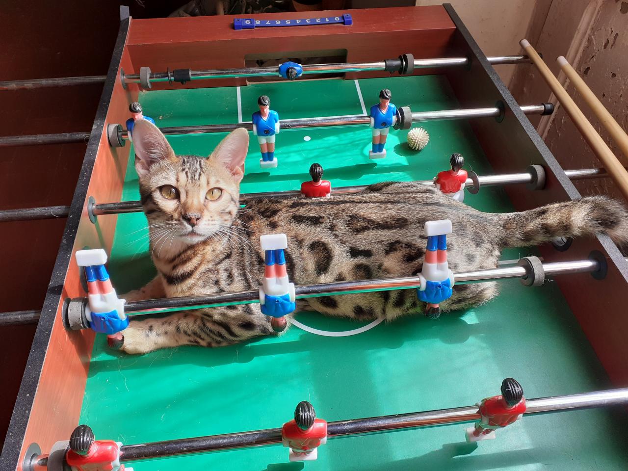 Bengal