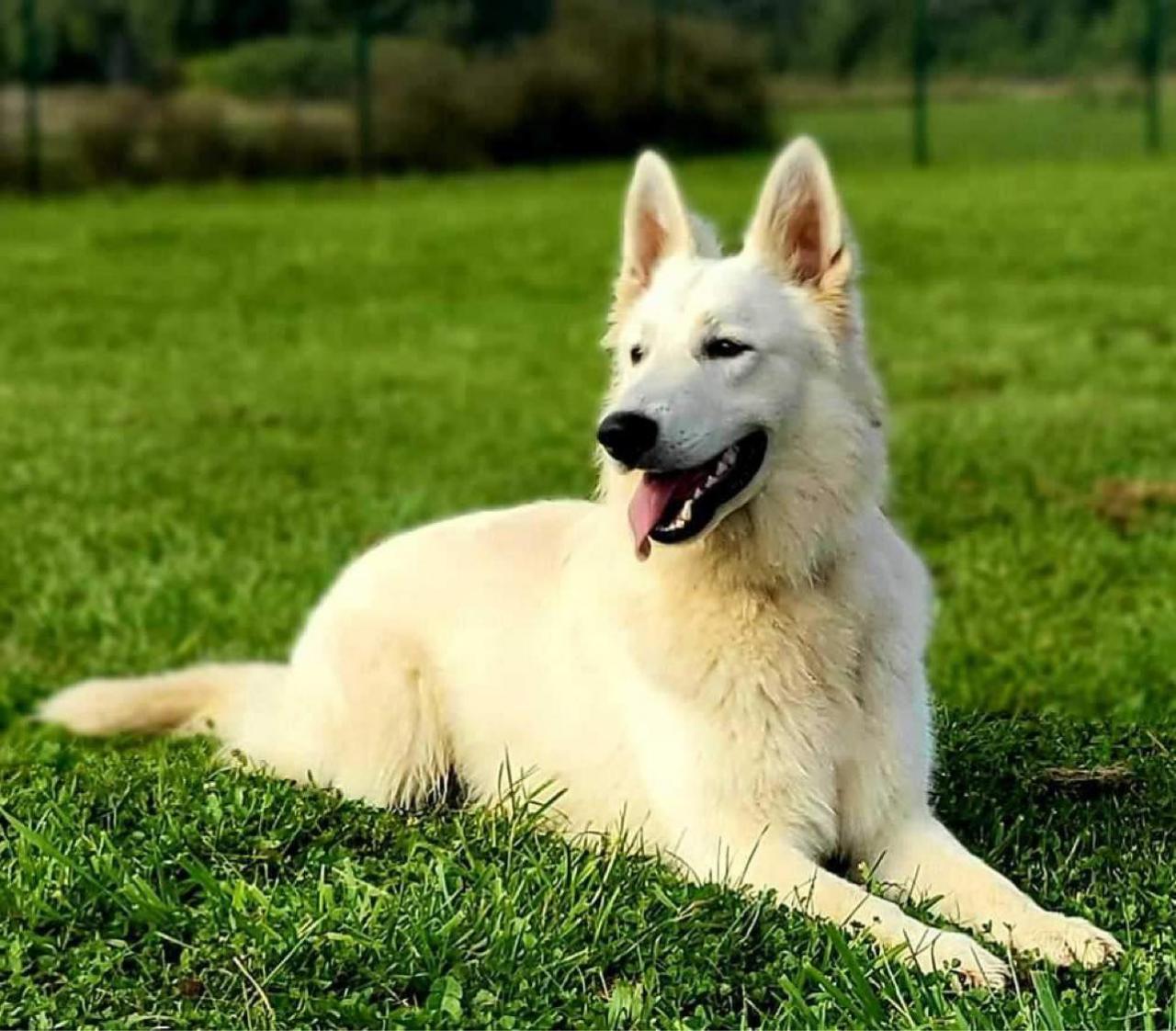 Berger blanc suisse