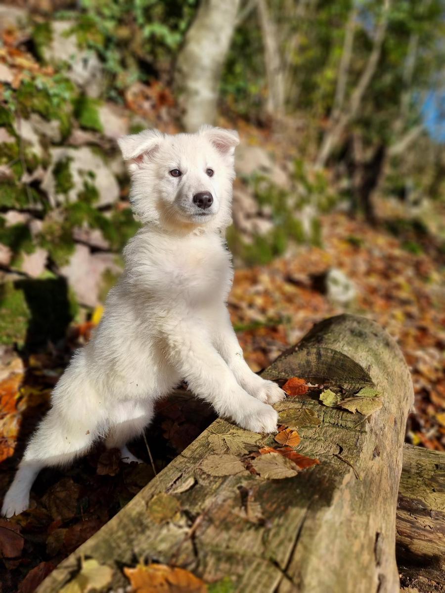 Berger blanc suisse