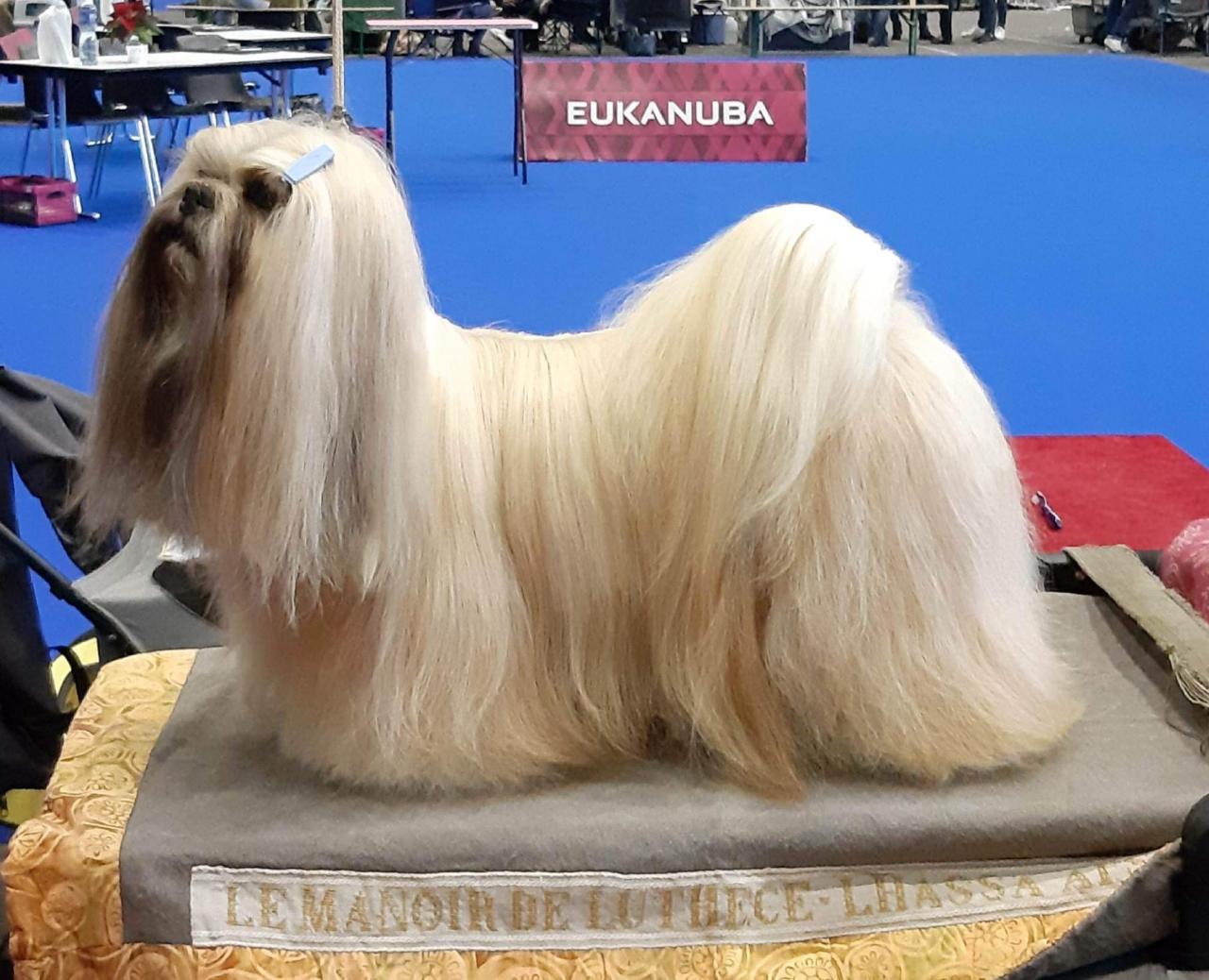 Lhassa apso du Manoir de Luthce