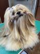 Lhassa apso du Manoir de Luthce