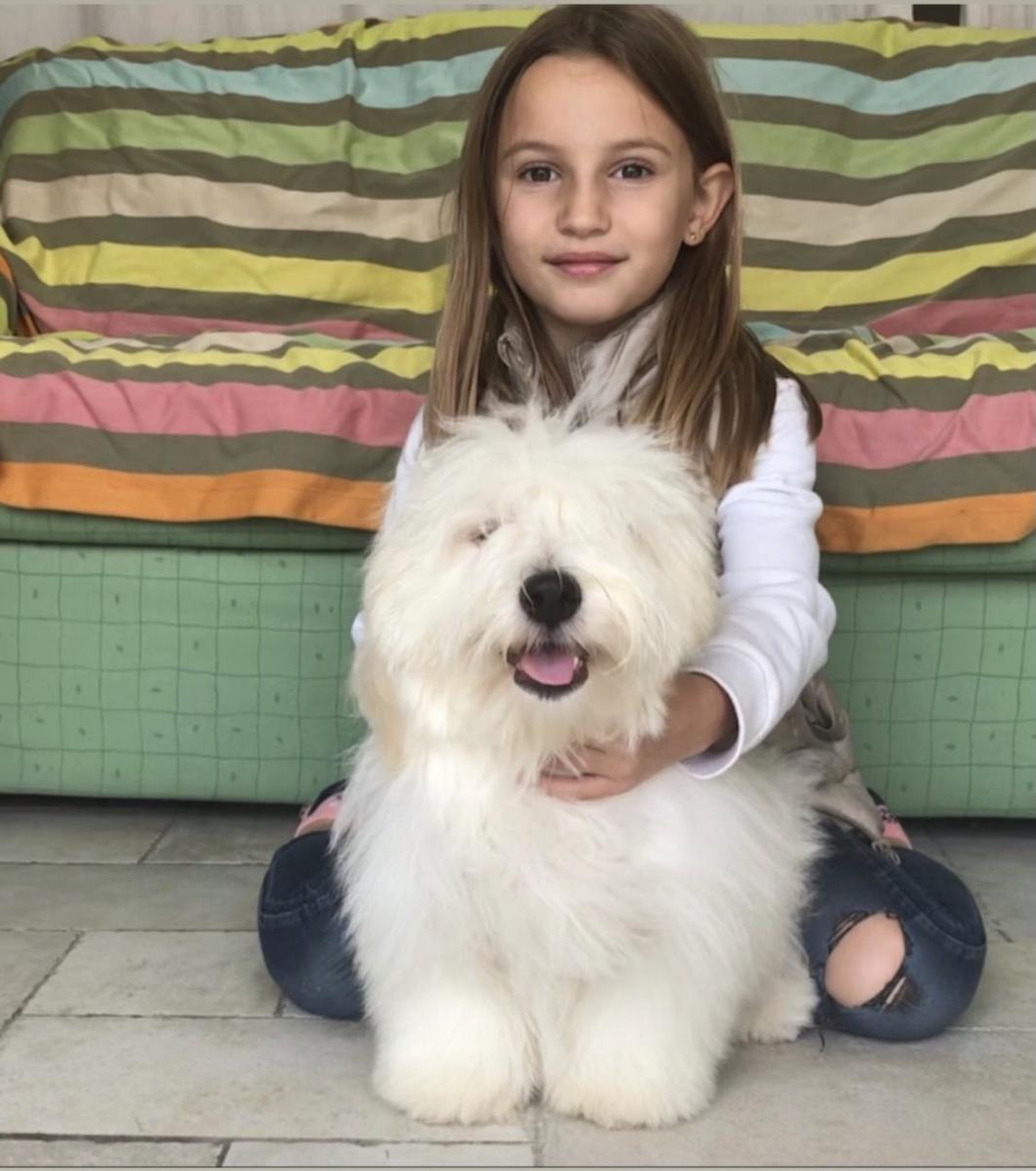 Coton de tulear