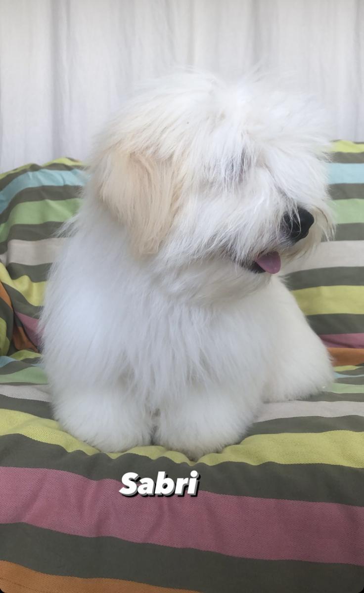 Coton de tulear