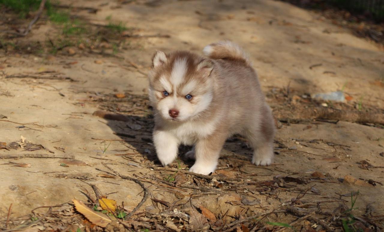 Pomsky