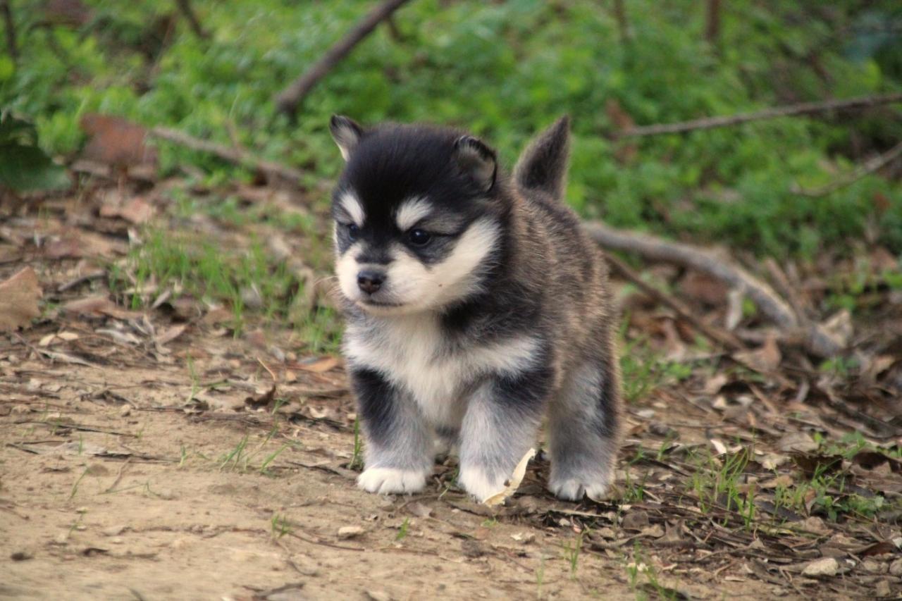 Pomsky