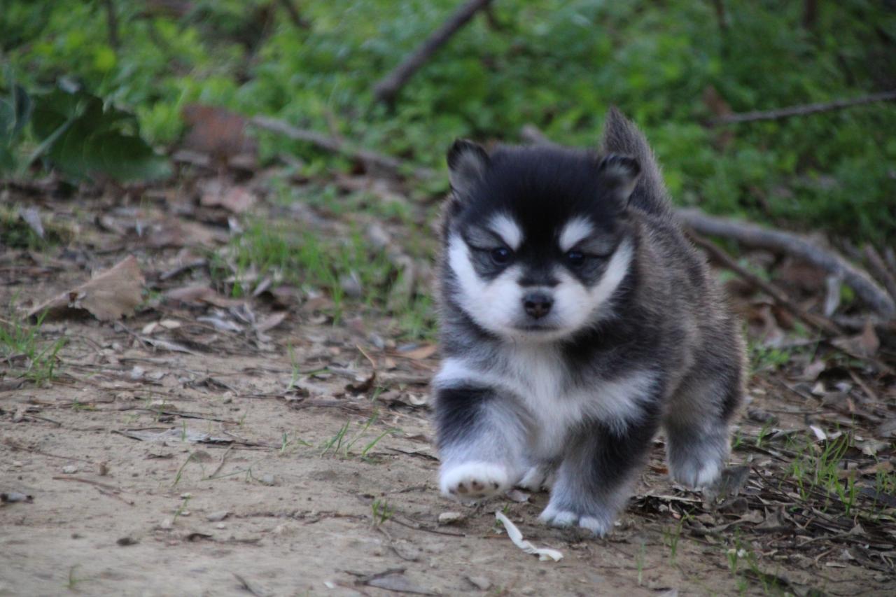 Pomsky