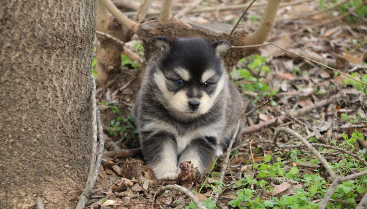 Pomsky