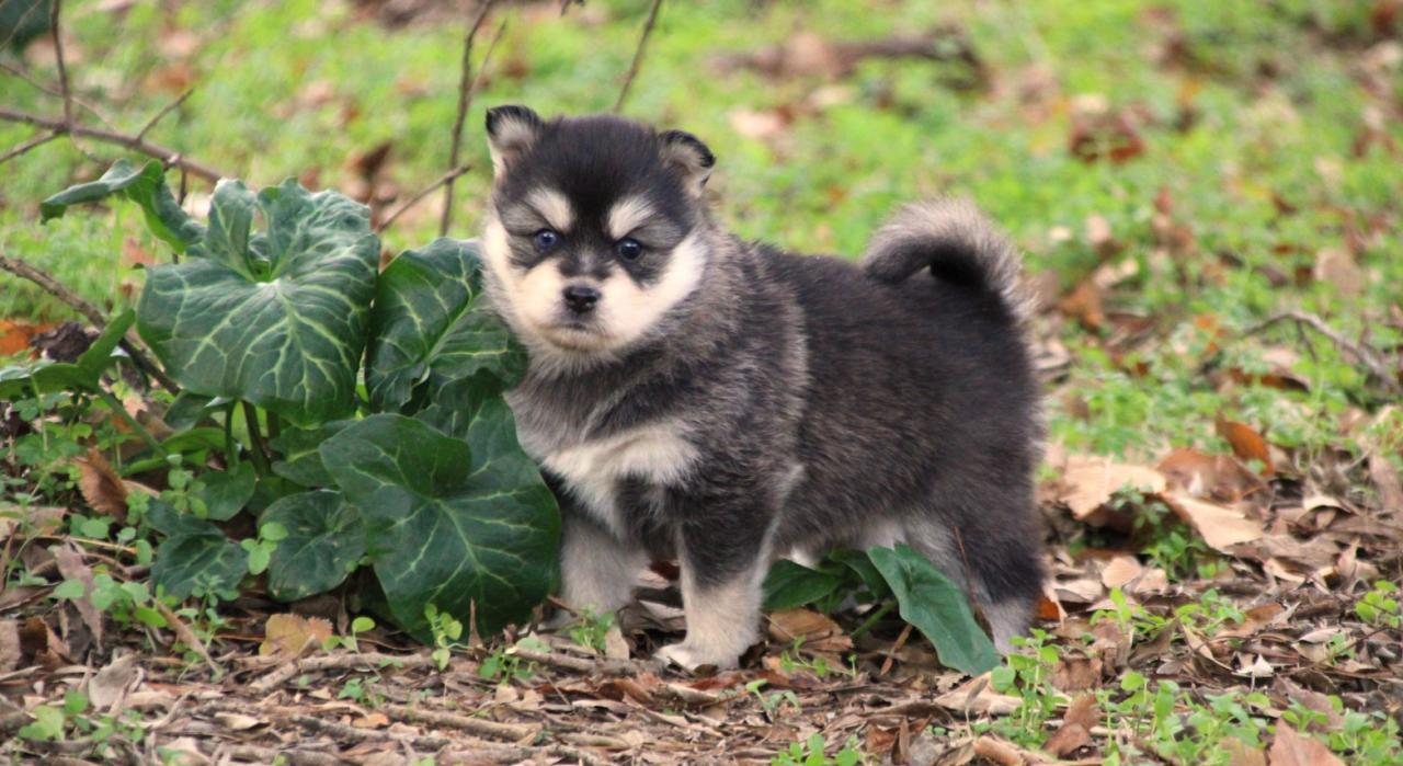 Pomsky