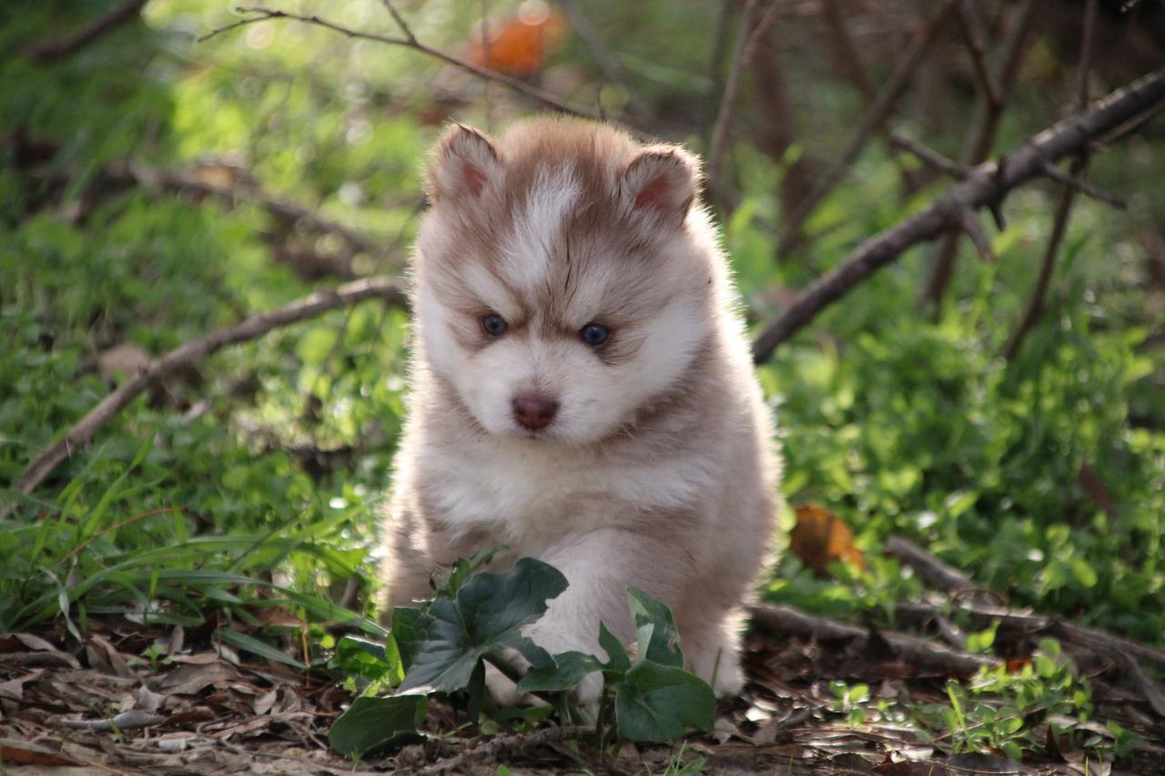 Pomsky