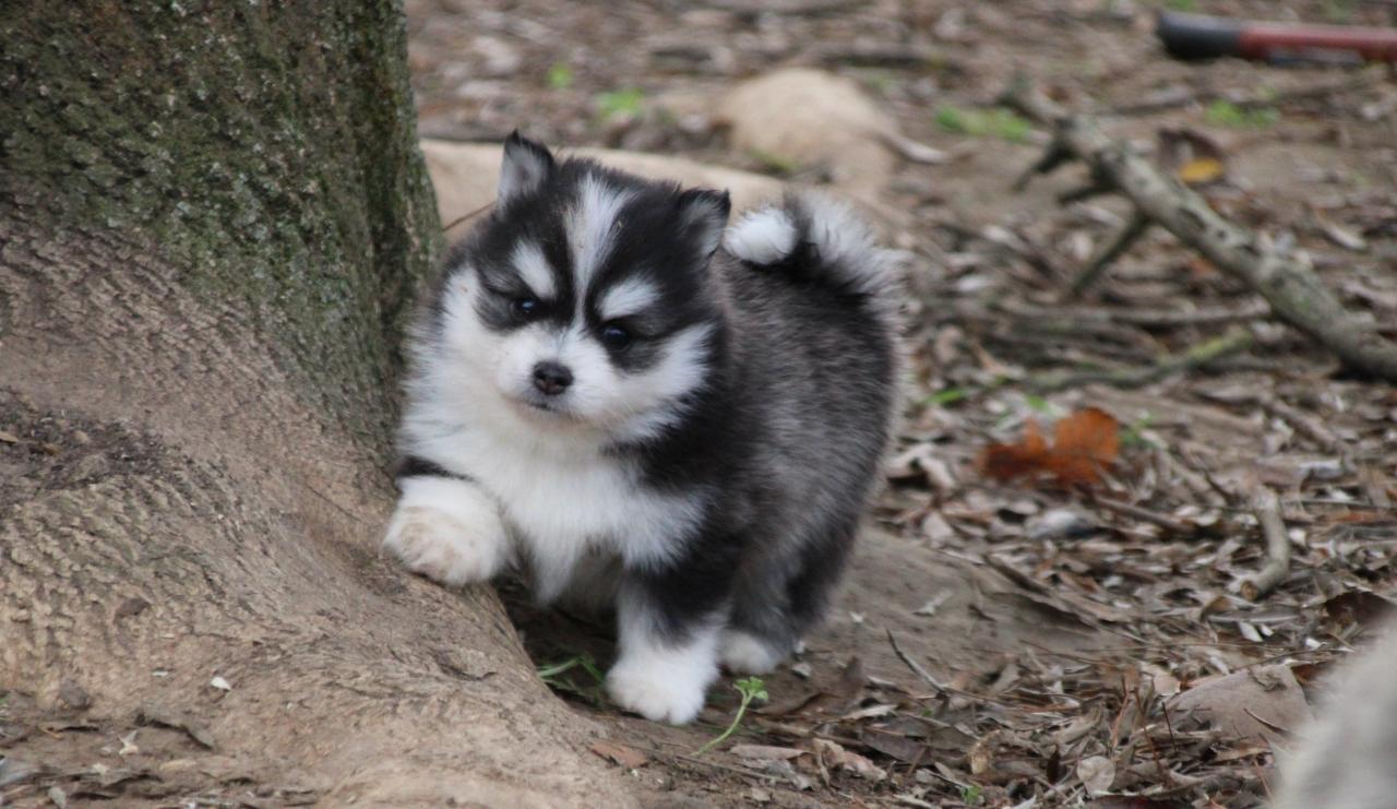 Pomsky