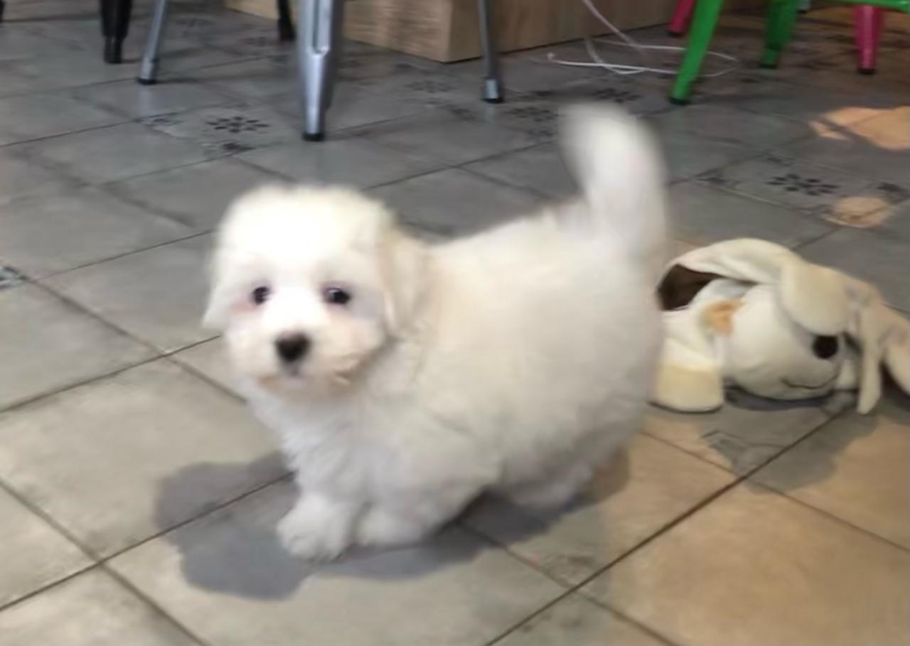 Coton de tulear