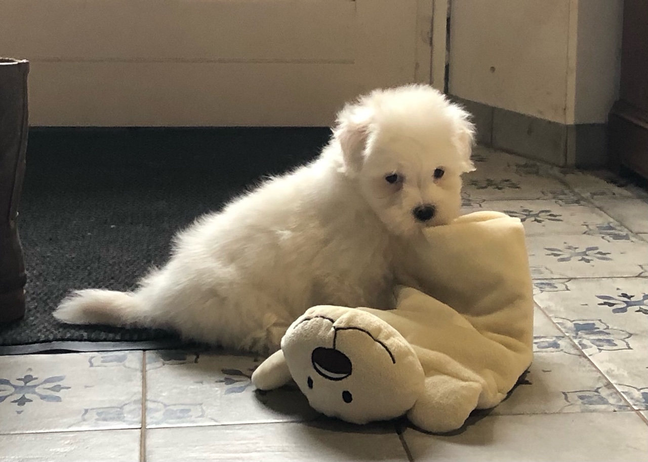 Coton de tulear