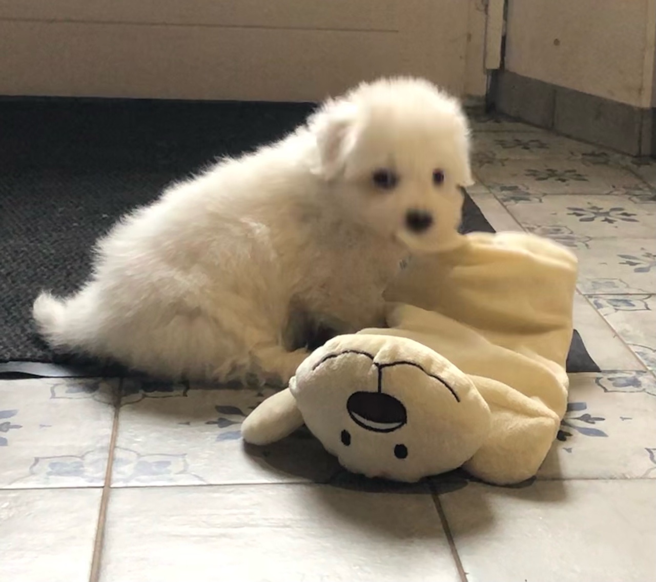 Coton de tulear