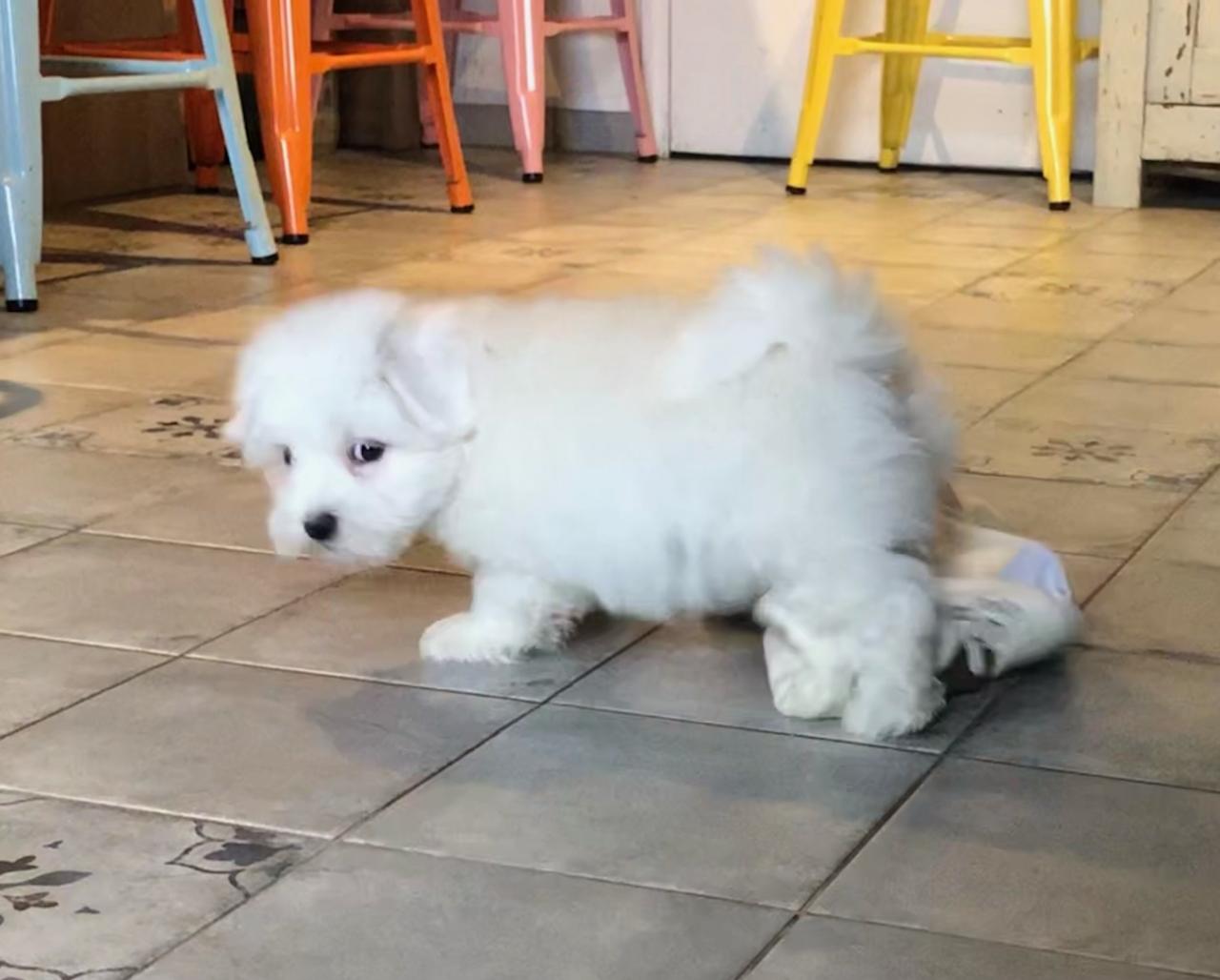 Coton de tulear