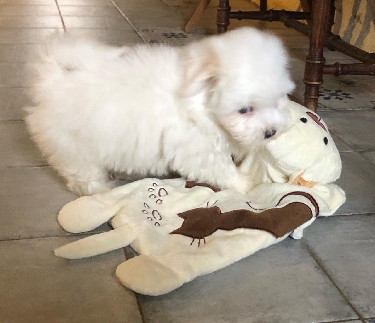 Coton de tulear