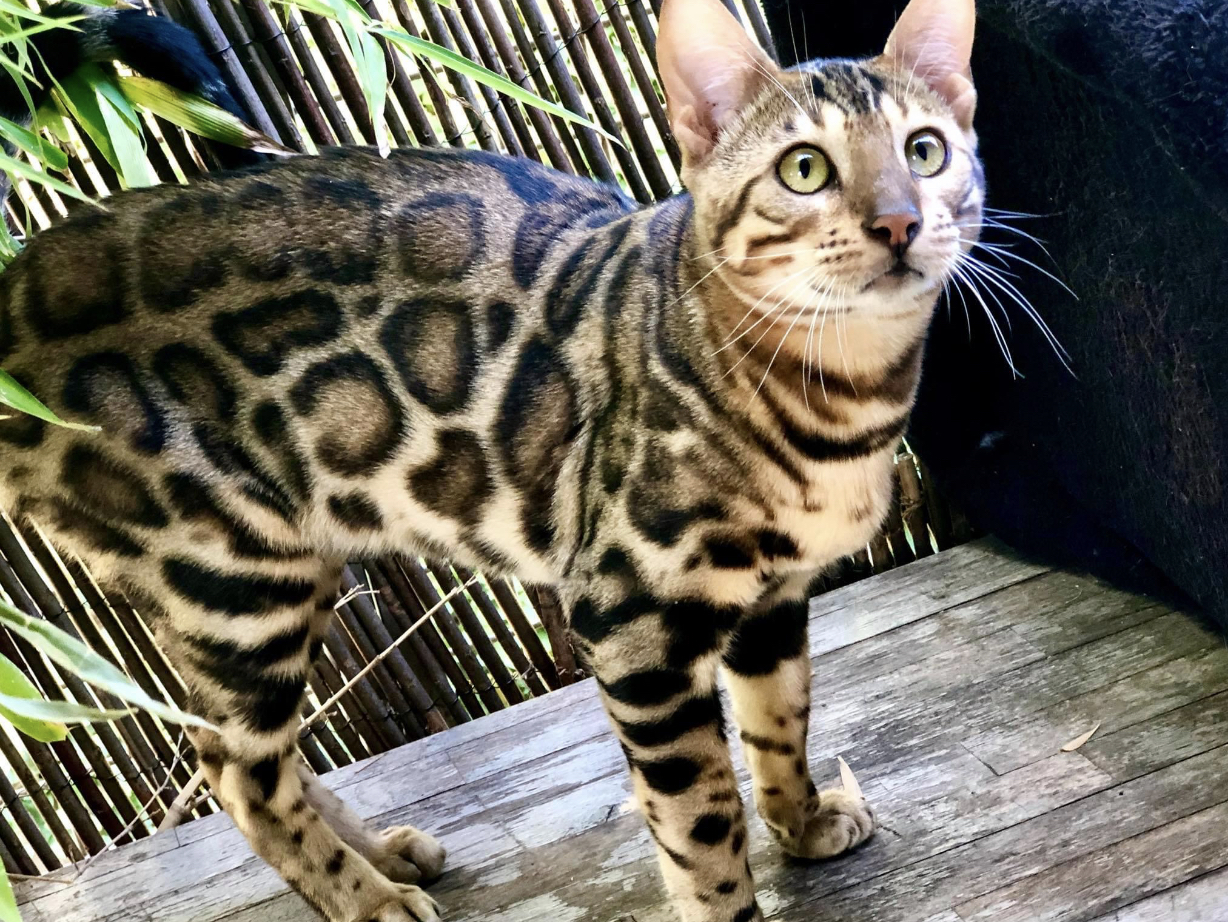 Bengal