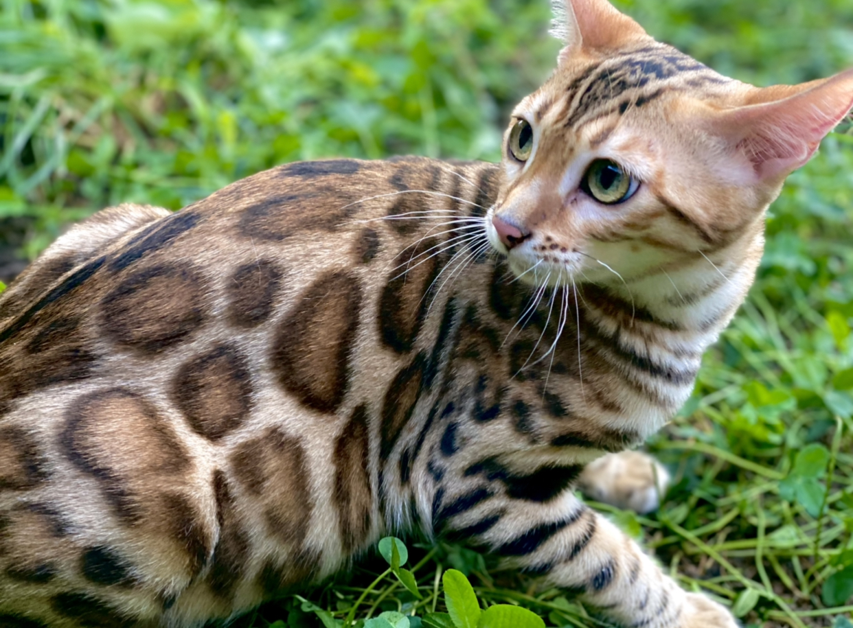 Bengal