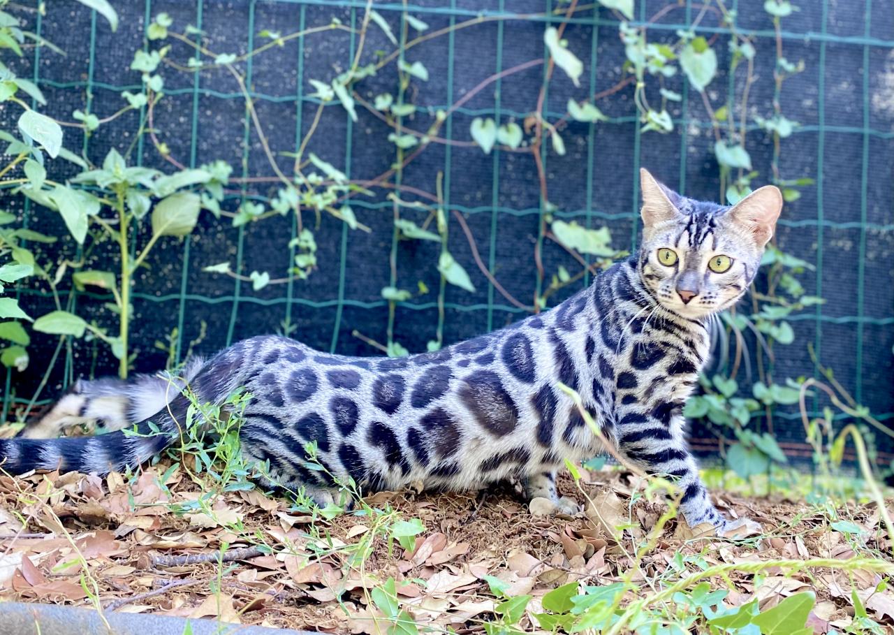 Bengal