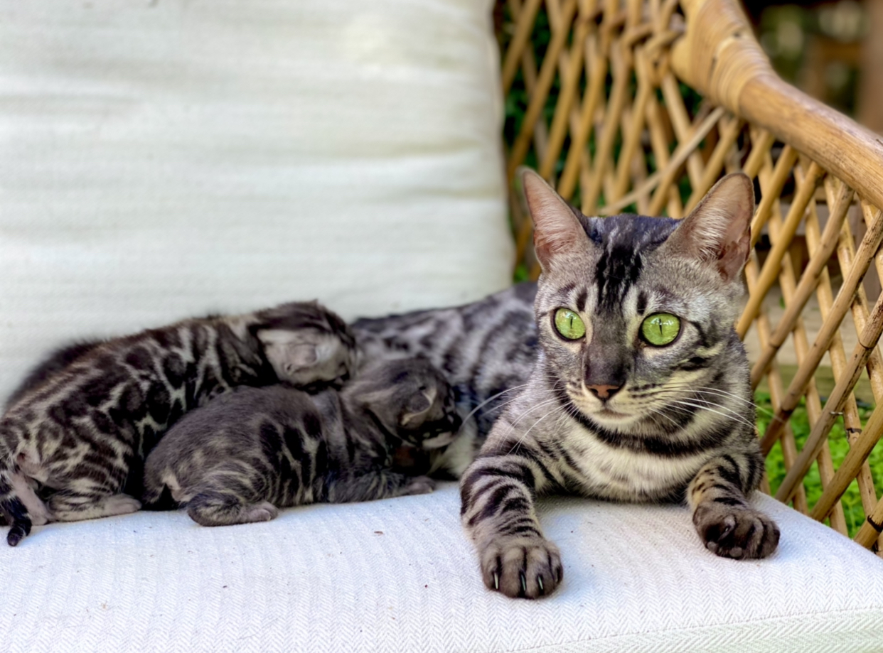 Bengal