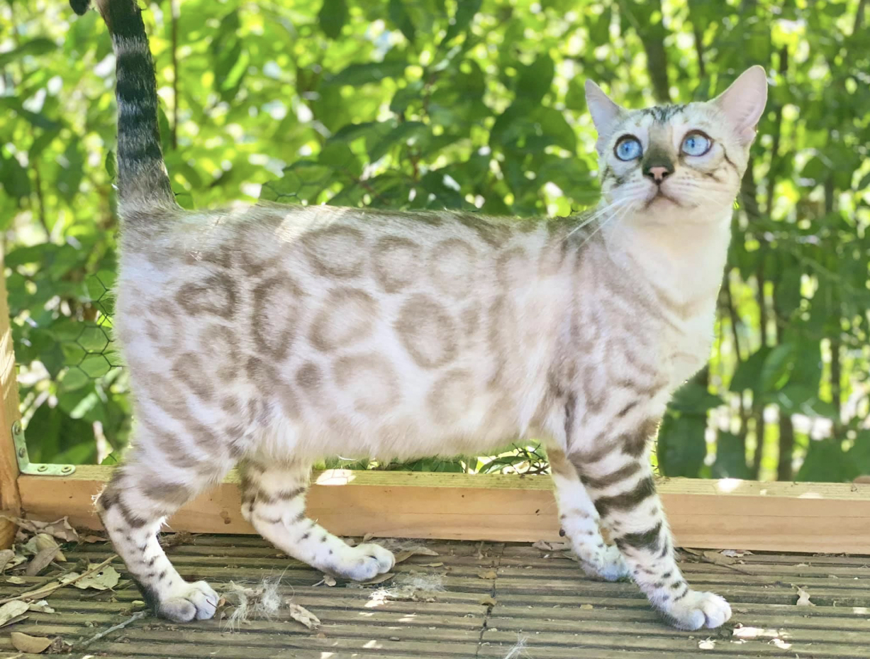 Bengal