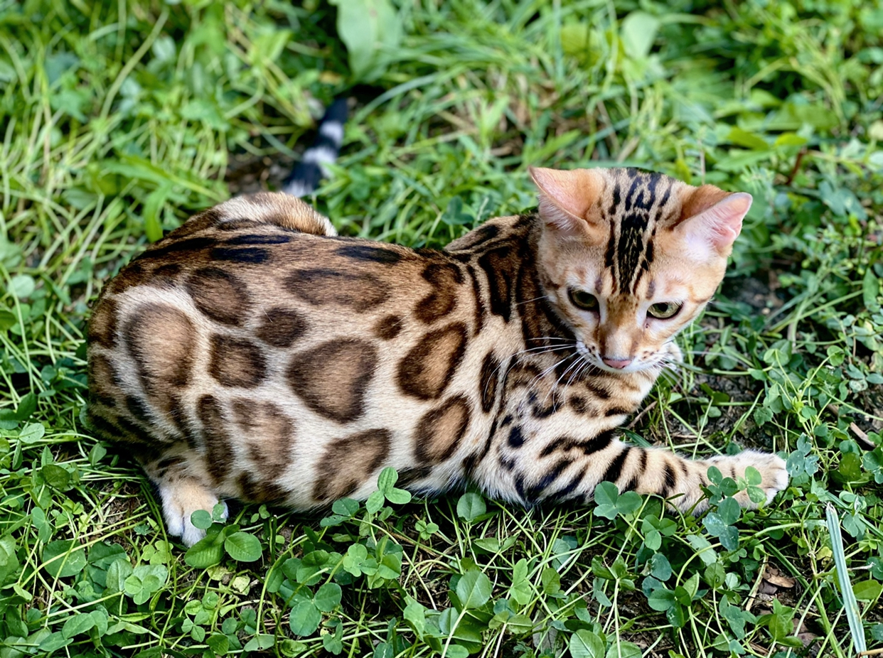 Bengal