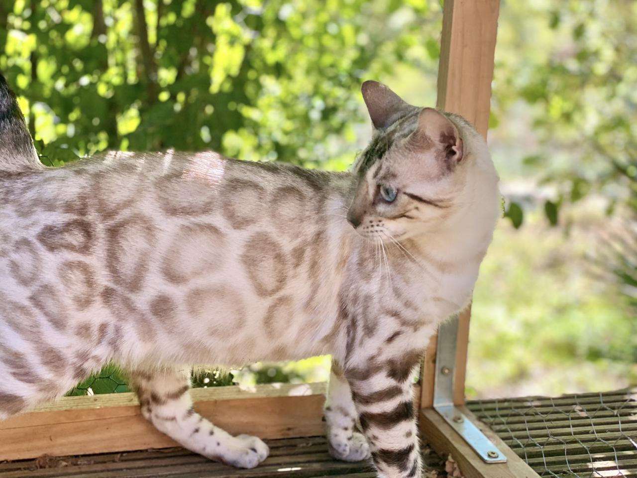 Bengal