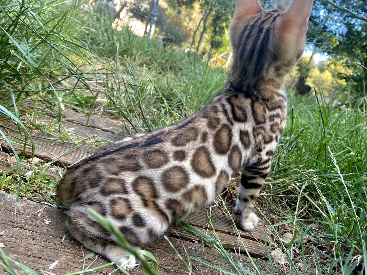 Bengal