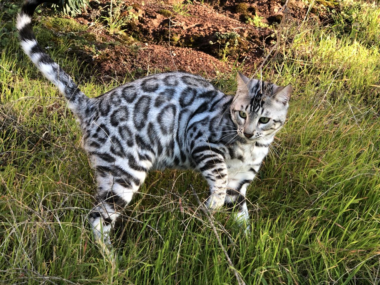 Bengal