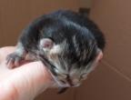 Chatons munchkins ns le 1 er mars