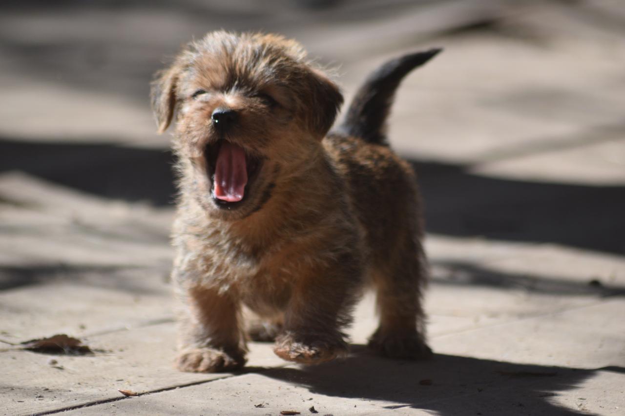 Norfolk terrier