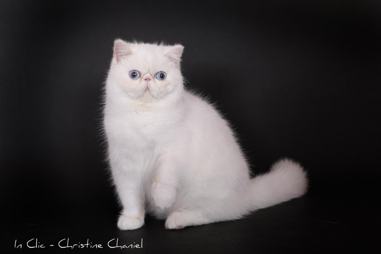 Exotic shorthair