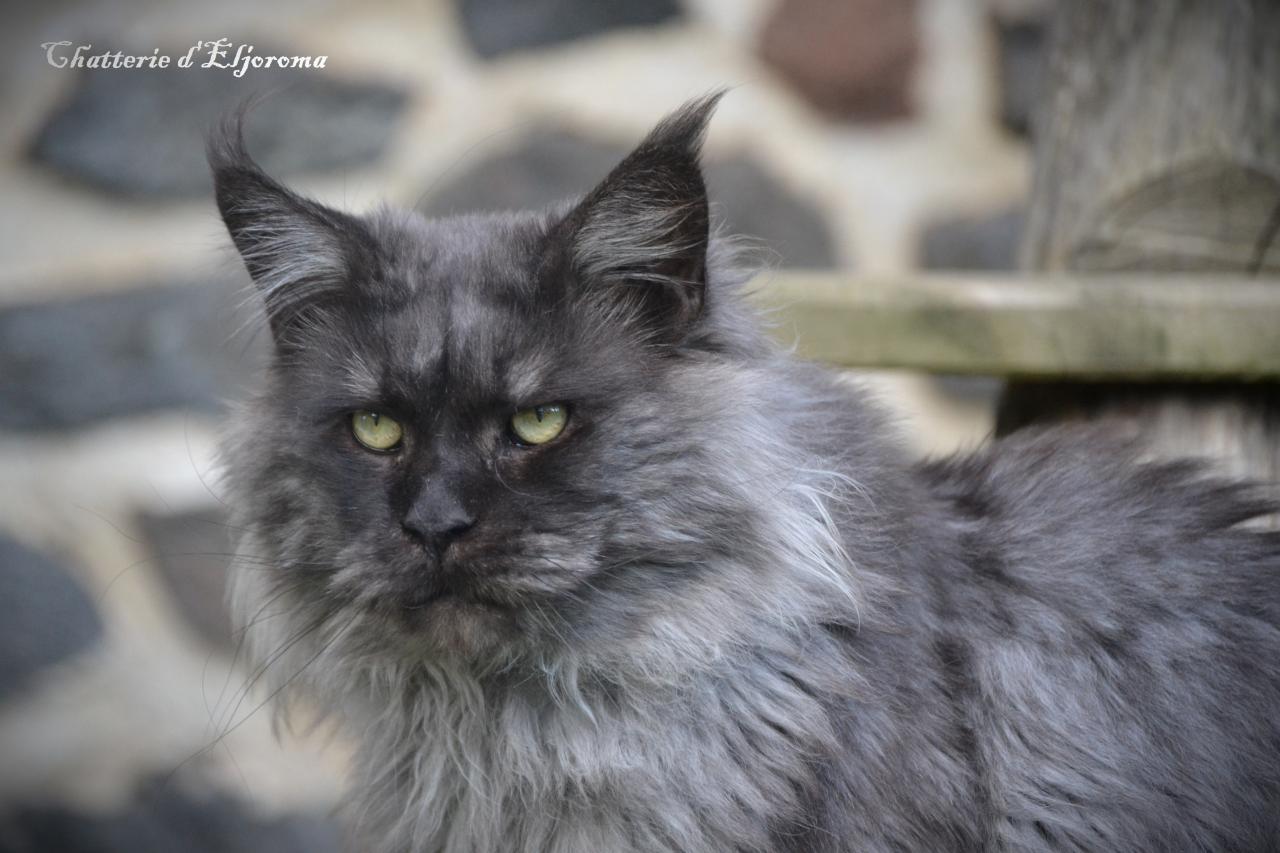 Maine coon