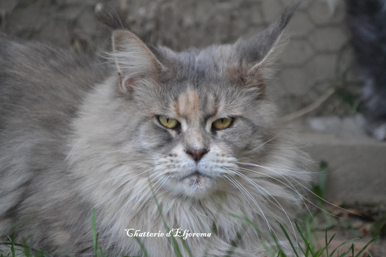 Maine coon