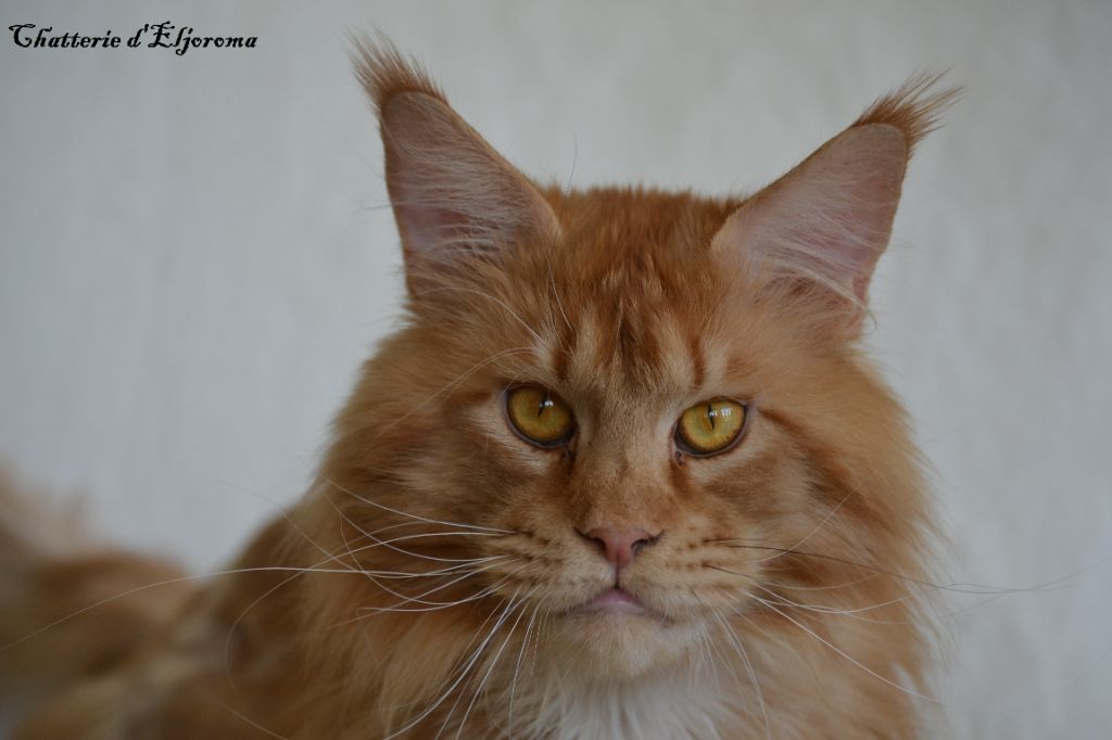 Maine coon