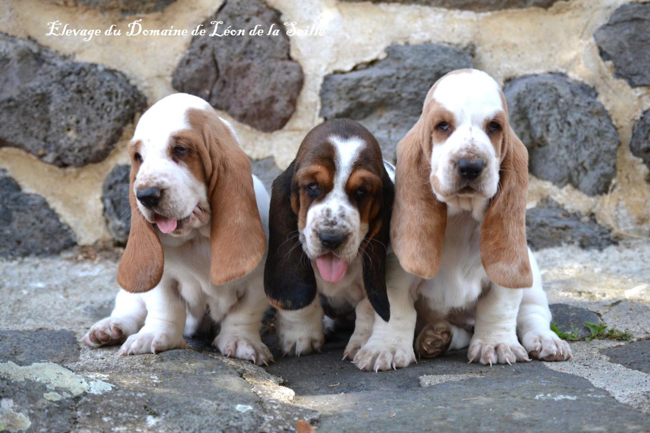 Basset hound