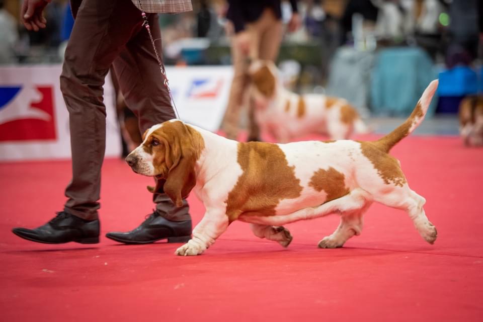 BASSET HOUND DU DOMAINE DE LEON DE LA SEILLE