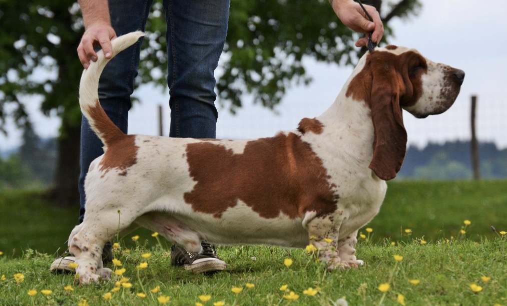 BASSET HOUND DU DOMAINE DE LEON DE LA SEILLE